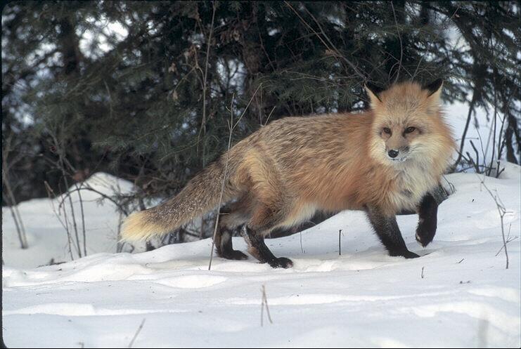 Animal Speak- the Fox | Dr Nikki