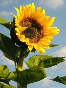 sunflowers (2)
