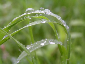 800px-Rain_on_grass2