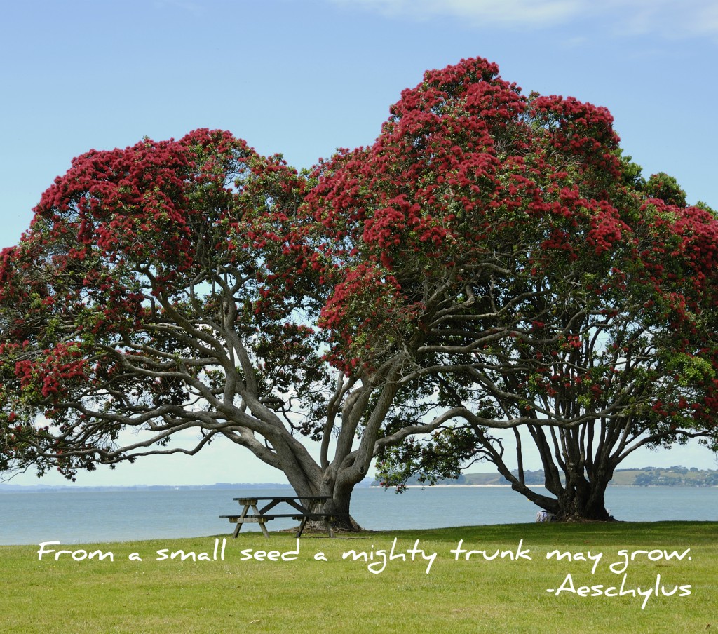 PohutukawaCornwallis