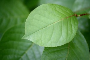 chokecherry-leaf-600x400