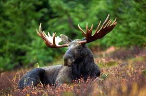 -moose-mooserack-male-bull-animal-nature-antlers