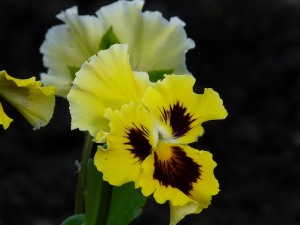pansy-flower-garden-yellow-nature-garden-pansy