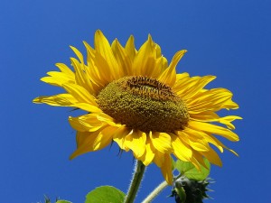 800px-Sunflower_from_Silesia