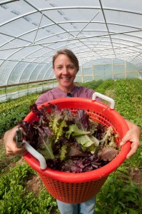 lettuce harvest