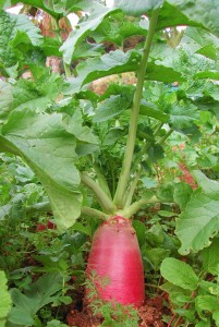 radish