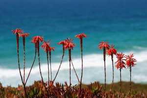 red flowers