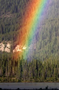 tree rainbow