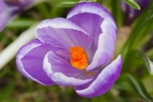 crocus-detail