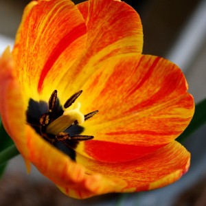 orange-flame-tulip-600x600