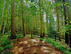 forest-tree-trees-branch-twig-trip-seasons