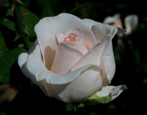 rose-bloom-bud-flower-white-pink-tint-shapely