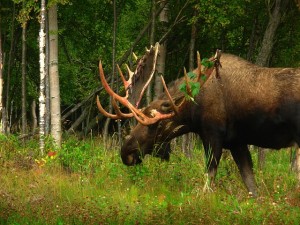 alaska-moose-animal-wildlife-antlers-male-large