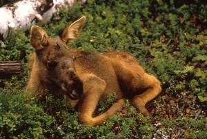 moose-calf-young-animal-mammal-wildlife-plants