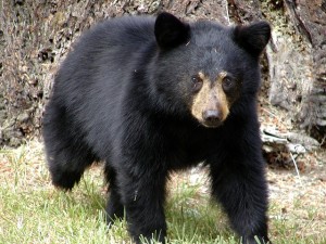 bear-animal-british-columbia-canada-nature