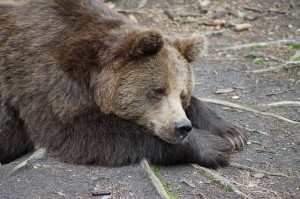 bear-braubbaer-grizzly-pets-animal-rest