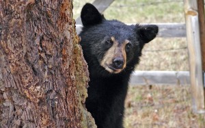 bear-cub-animal-tree-young-garden-summer