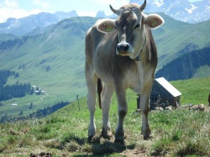 beef-alp-wide-switzerland-schwyz-fronalpstock