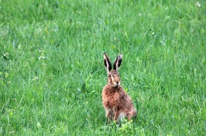 grass-meadow-hare-lakshmi-animal