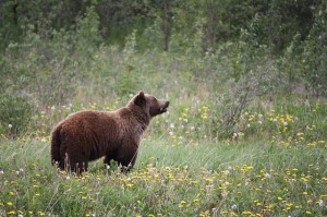 grizzly-grizzly-bear-bear-baer-bears-canada