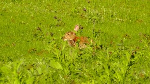 hare-animal-long-eared-sweet-rabbit-sleep-nature