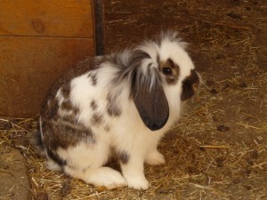 hare-rabbit-dwarf-bunny-long-eared-animal