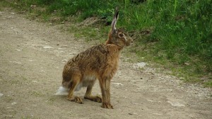 hare-sits-on-away-wild