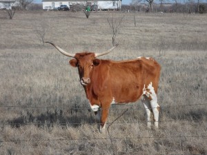 longhorn-cattle-cow-steer-farm