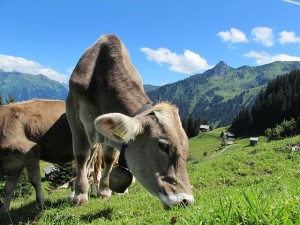 milk-cow-cow-austria-mountains-graze-dairy-cows