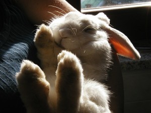 nature-rabbit-bunny-plush-white-bianca-5