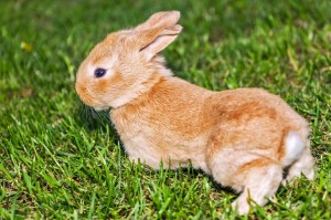 rabbit-bunny-pet-grass-pets-animals-mammals