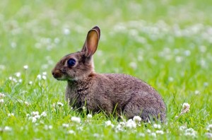 rabbit-mammal-green-spring-brown-bunny-grass-1