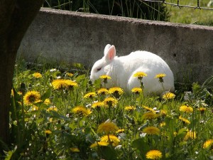 scrubby-rabbit-on-the-fence-animal-spring