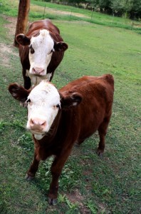 two_brown_cows-396x600