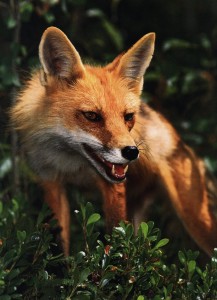 RedFox2-Snarls-InBush-Closeup