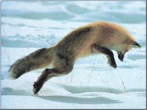 RedFox83-Jumping_on_snow