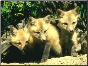 RedFox_Young-3Pups