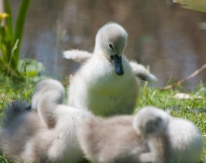 cygnet-baby-animal-bird-swan-young-wild-wildlife