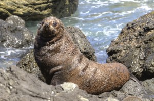 fur-seal-seals-kekeno-arctocephalus-forsteri