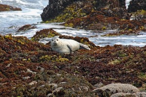 harbor-harbor-seals-seal-seals-coast-water-sea-1