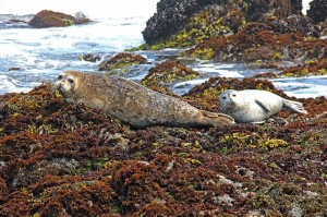 harbor-harbor-seals-seal-seals-coast-water-sea