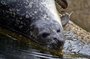 seal-crawl-north-sea-robbe-water-creature