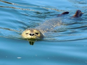 seal-robbe-swim
