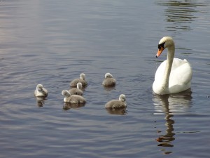 swan-family-swan-swan-mum-chicken-family-bird