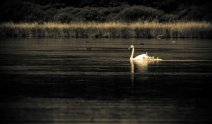 swan-white-swan-with-boy-nature-waterfowl