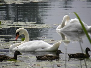 swans-pond-water-animal-white-swan-swan-family