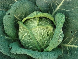 kohl-garden-eat-food-vegetables