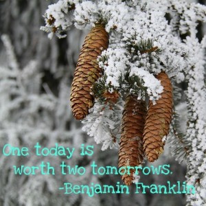 tree-winter-seasons-snow-ice-frost-pine-cones