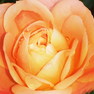 rosa-orange-flowers-pink-flower-perfume
