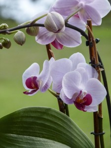 houseplant